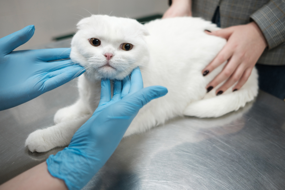vet checking a white cat's face
