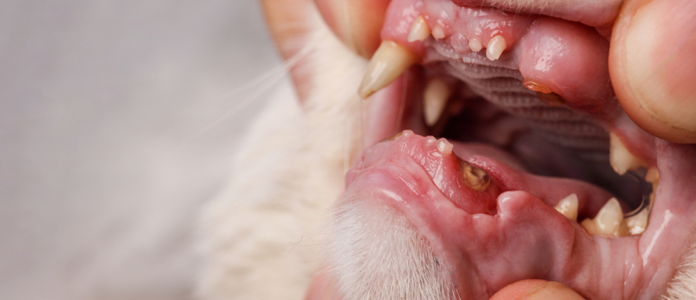 vet examines the cat's mouth and teeth disease of the cats oral cavity and teeth Rotten dental in cat