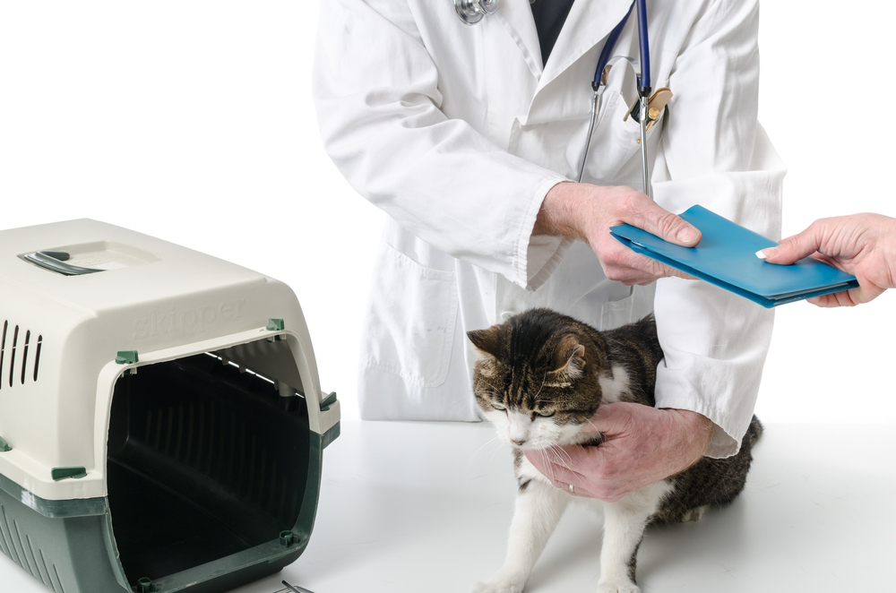 vet-giving-cat-health-record