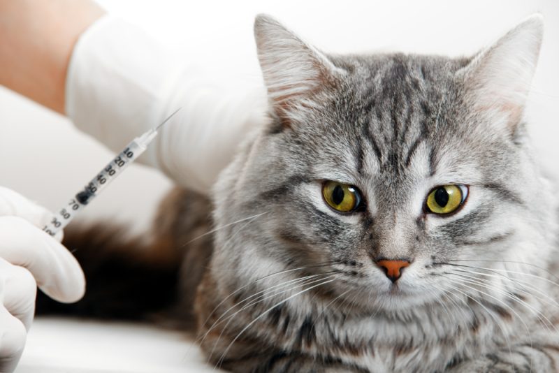 vet giving injection cute grey cat