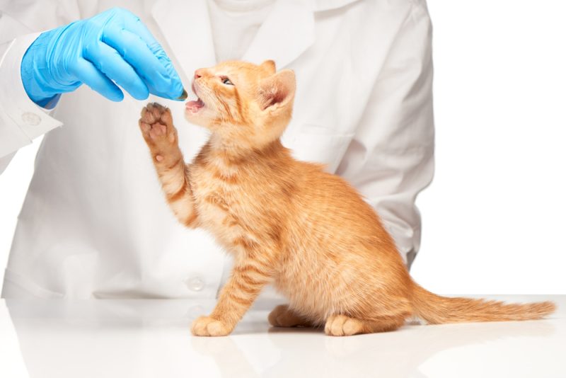 vet-giving-pill-to-kitten