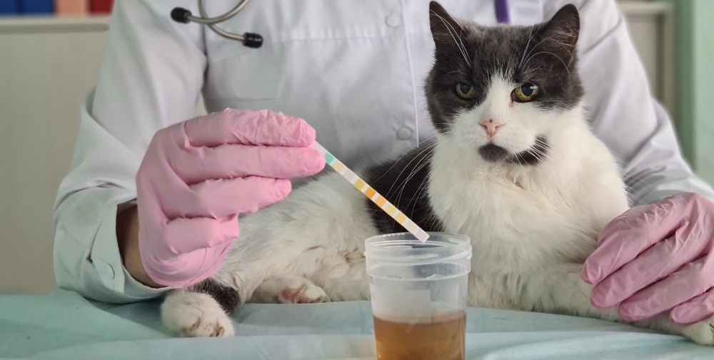 vet holding cat urine sample for urinalysis