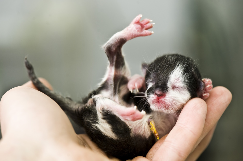 vet-holding-new-born-kitten