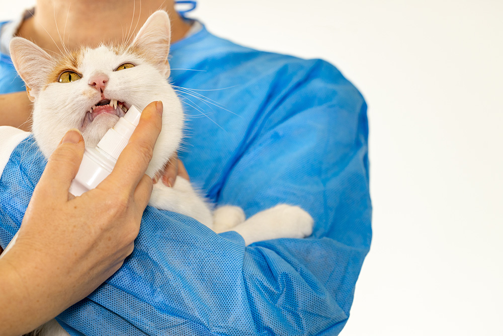 vet spraying on a cat's mouth