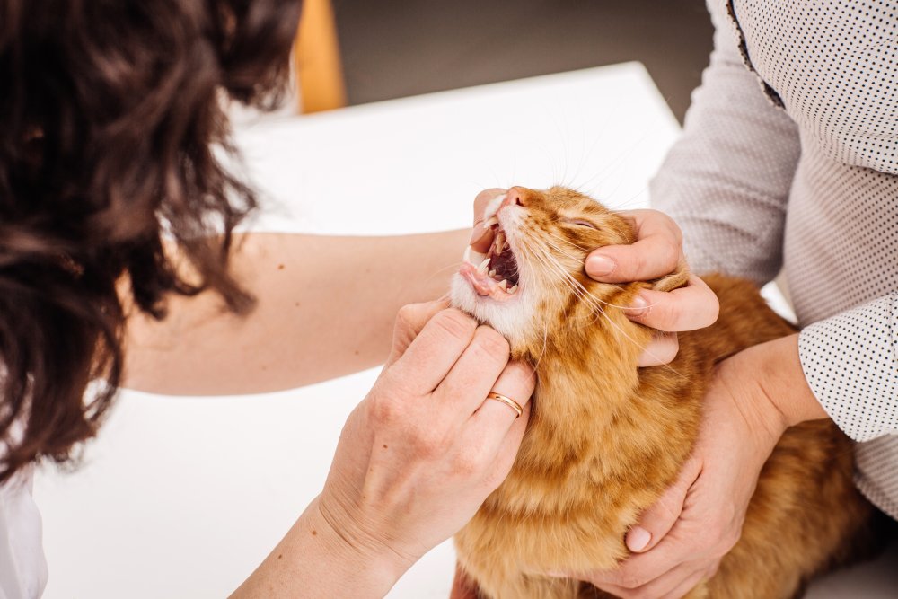 veterinarian checks teeth or mouth to a cat