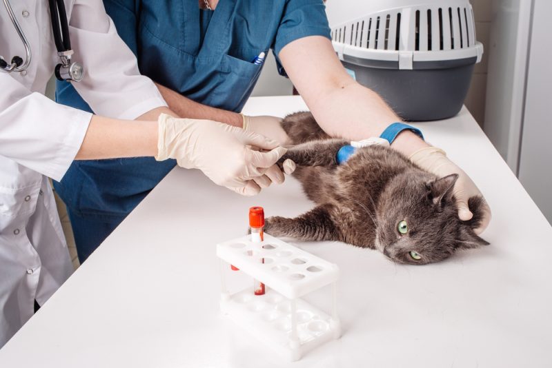 veterinary-blood-test