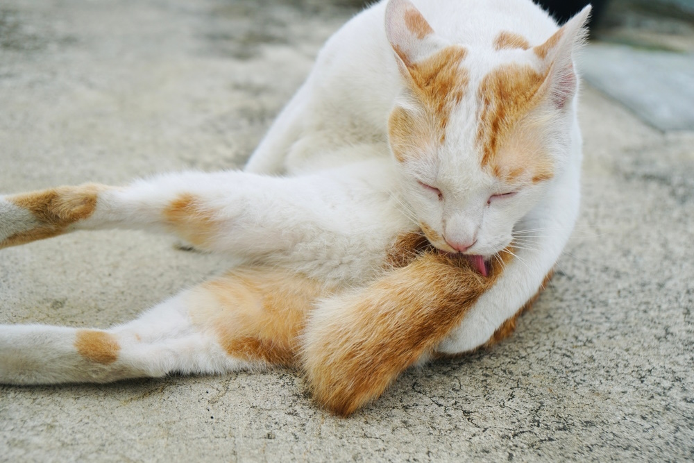 white-and-orange-cat-licking-tail