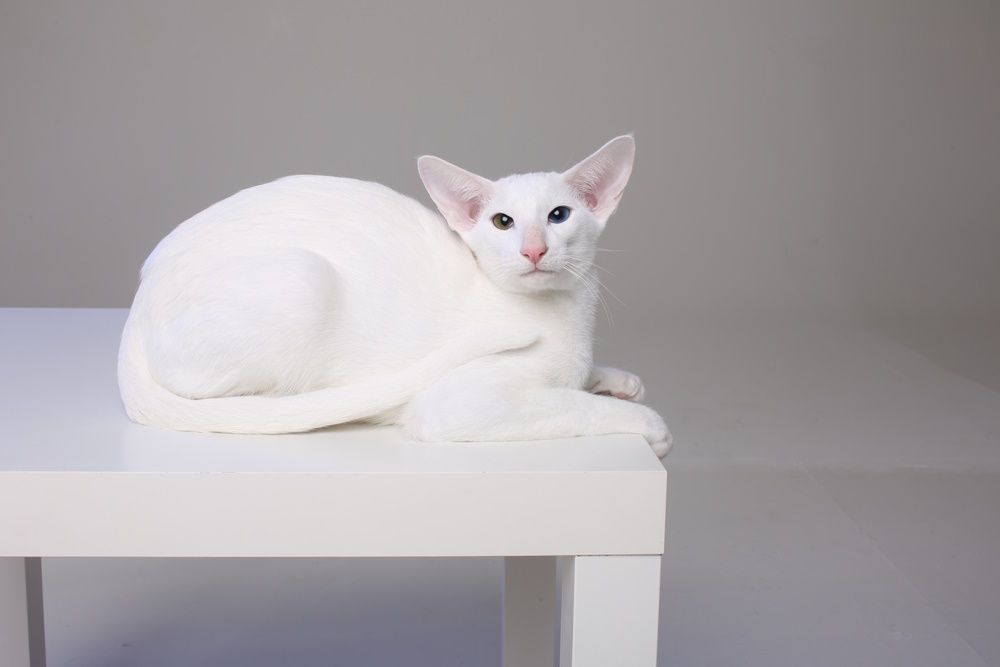 white-oriental-shorthair-cat-resting