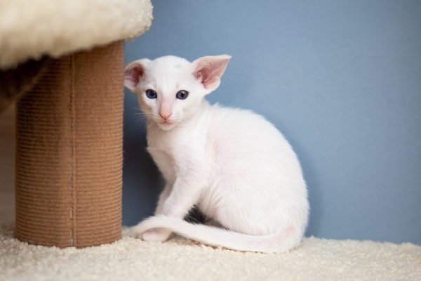 white-oriental-shorthair-cat-sitting-in-cat-tree