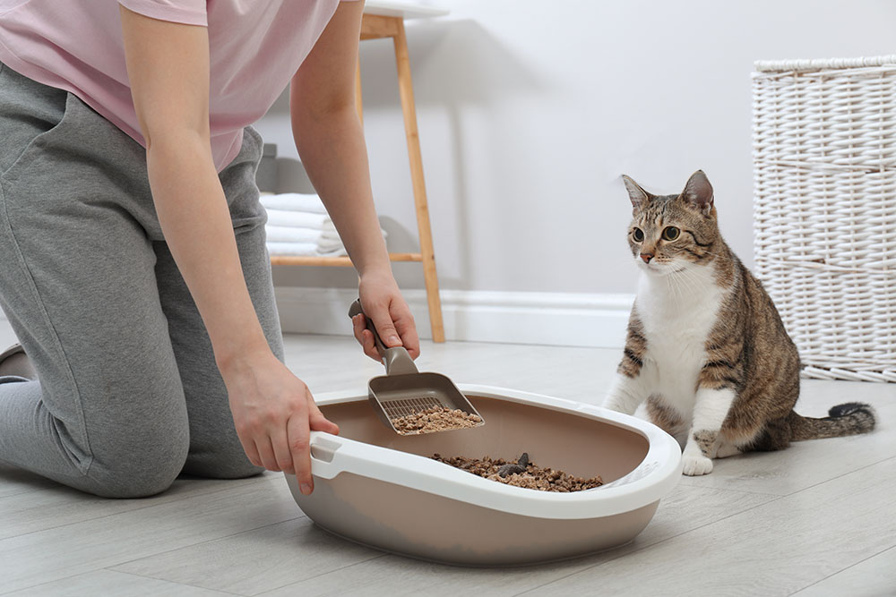 woman cleaning cat litter at home