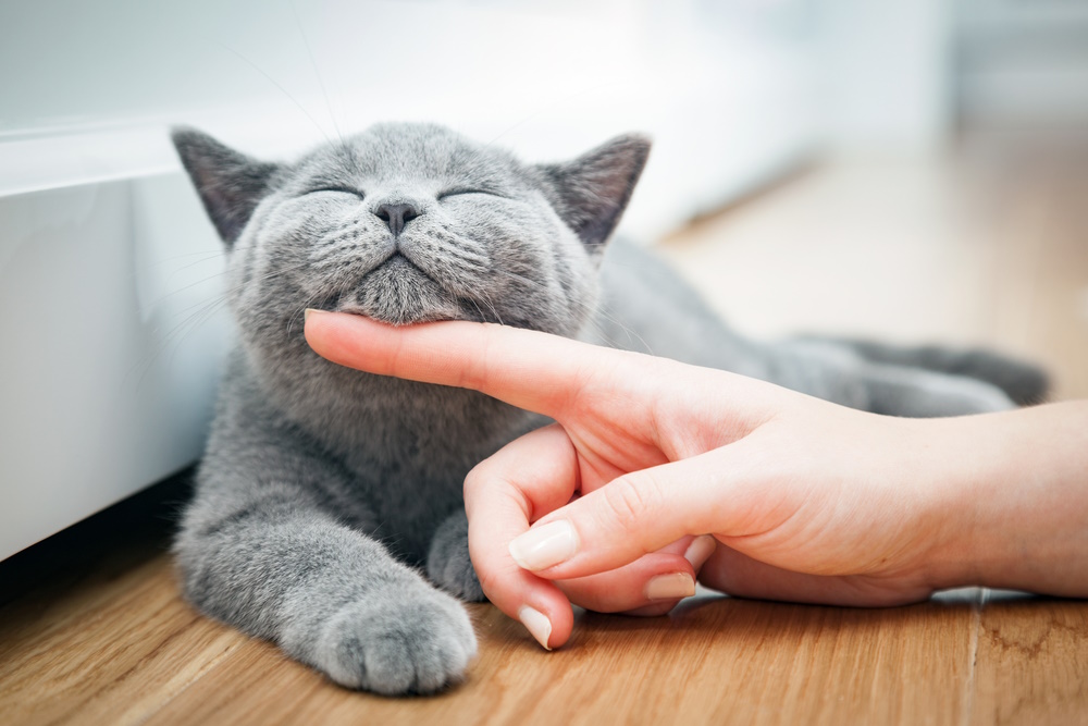 woman-playing-with-her-british-shorthair-cat