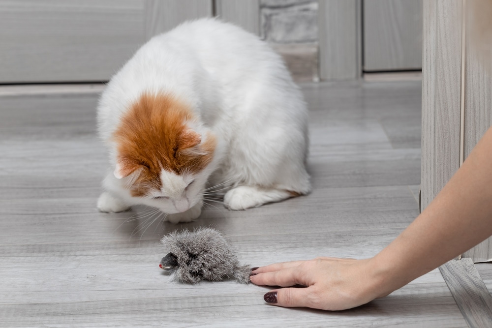 woman-playing-with-her-cat