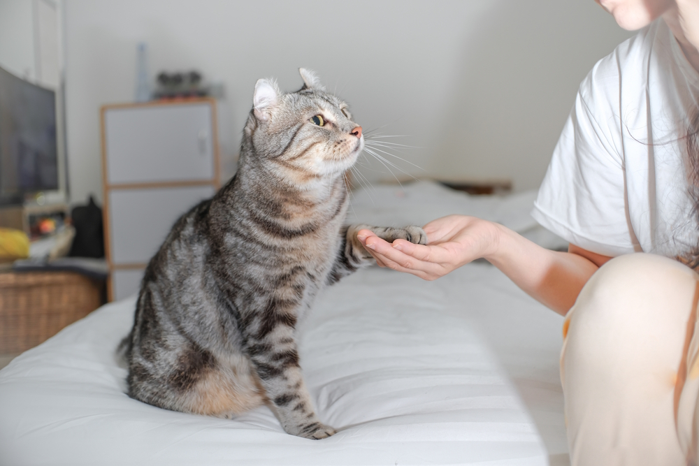 woman-shake-hands-with-cat