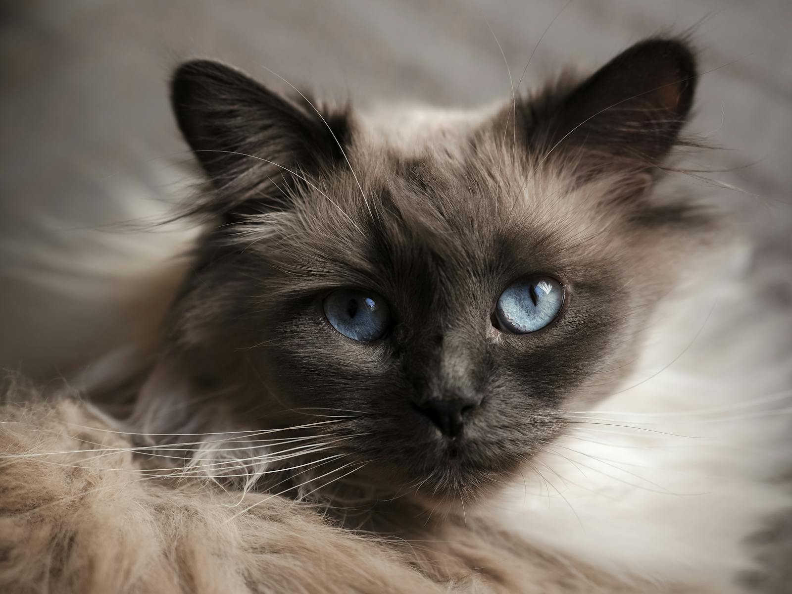 Close-up of a Birman Cat with Blue Eyes
