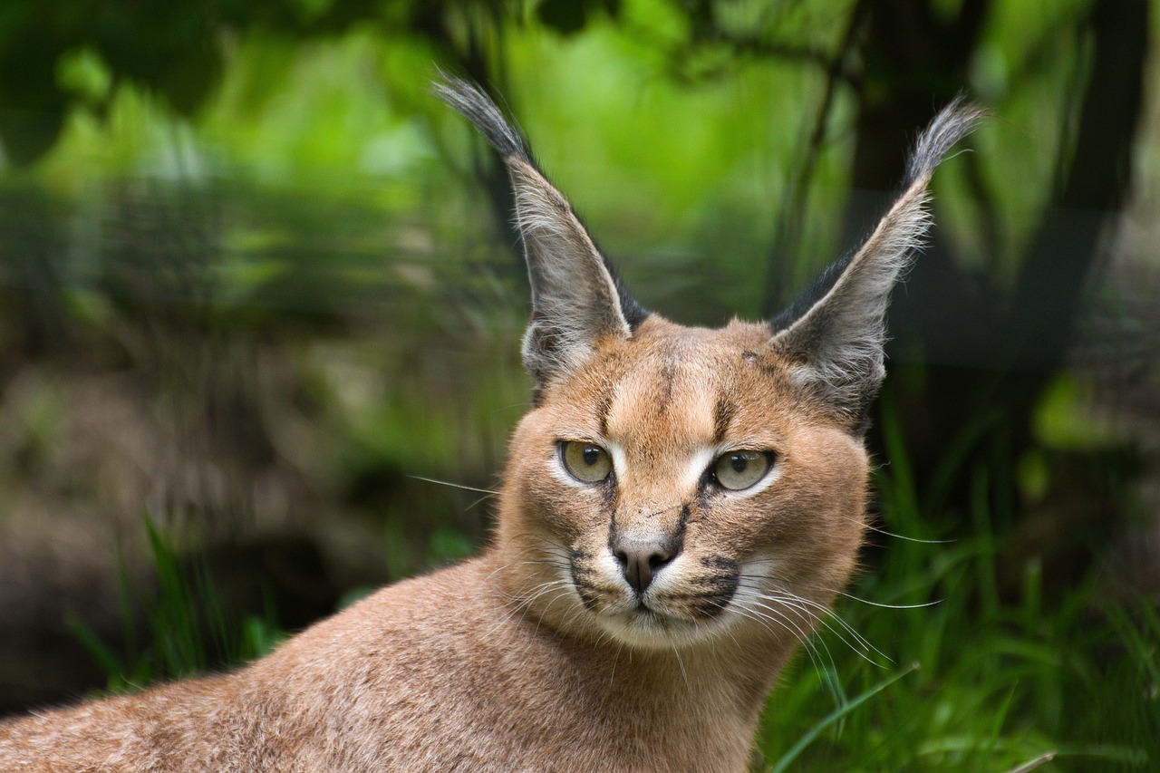 caracal Cat