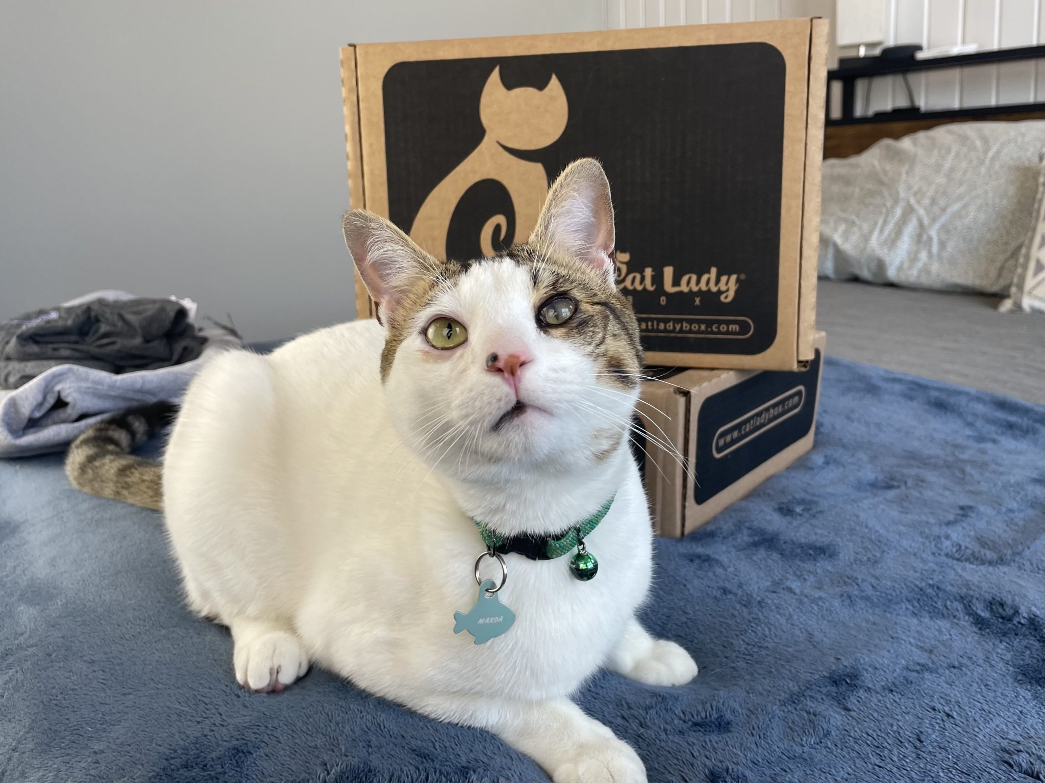 CatLadyBox subscription box