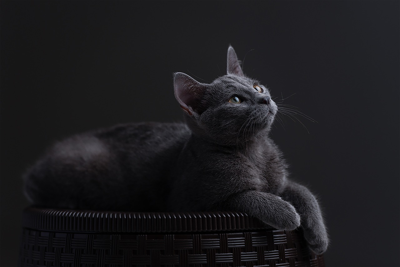 Russian Blue Cat