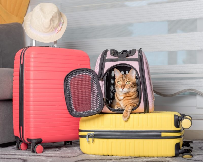 A bengal cat inside a carrier beside some suitcases