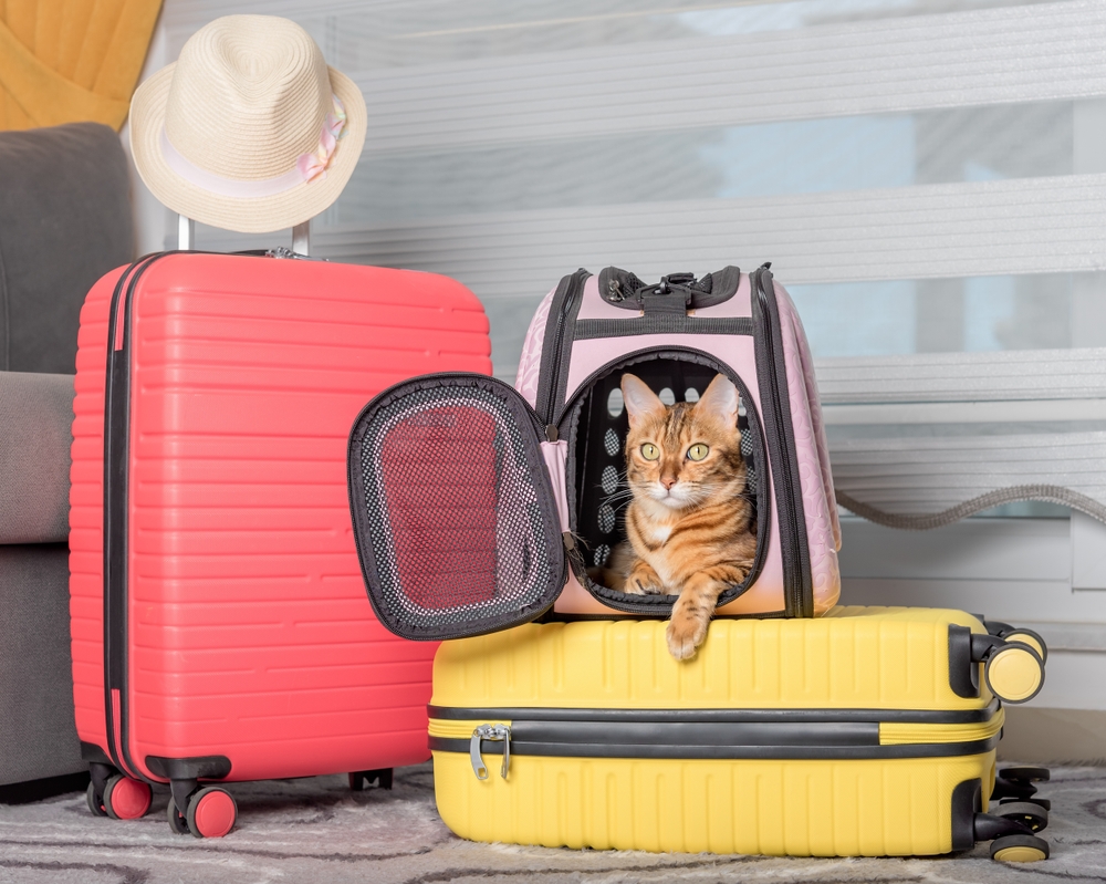 National Pet Travel Safety Day 2024 When Is It & Useful Tips Cat Empire