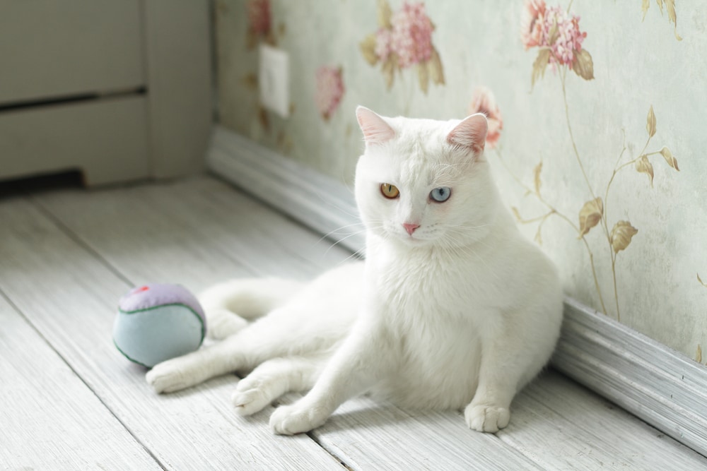 A Khao Manee cat sitting on the floor