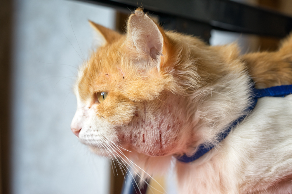 Abscess or inflammation on the cat’s neck