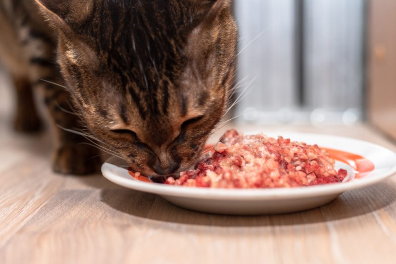 Bengal cat eating ground meat on a plate