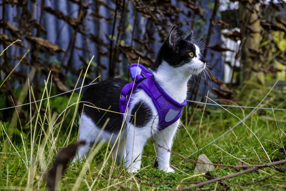 Black and white kitten with purple harness outside