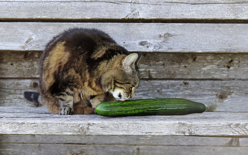 Cat licking a cucumber on the ground