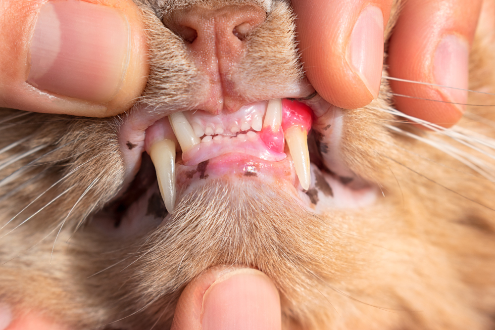 Cat with red, swollen an inflamed gums or resorption of teeth in felines and gingivitis showing teeth