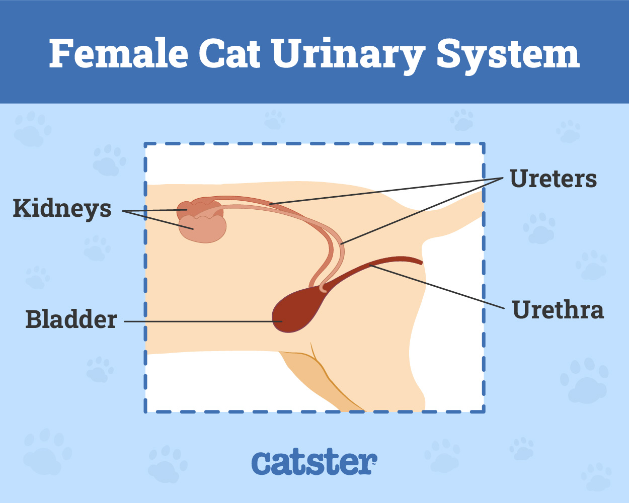 Female Cat Urinary System