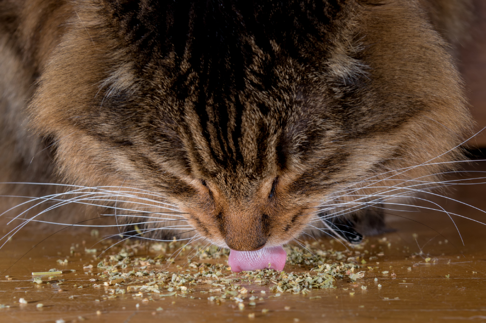 Closeup of a cat eating catnip