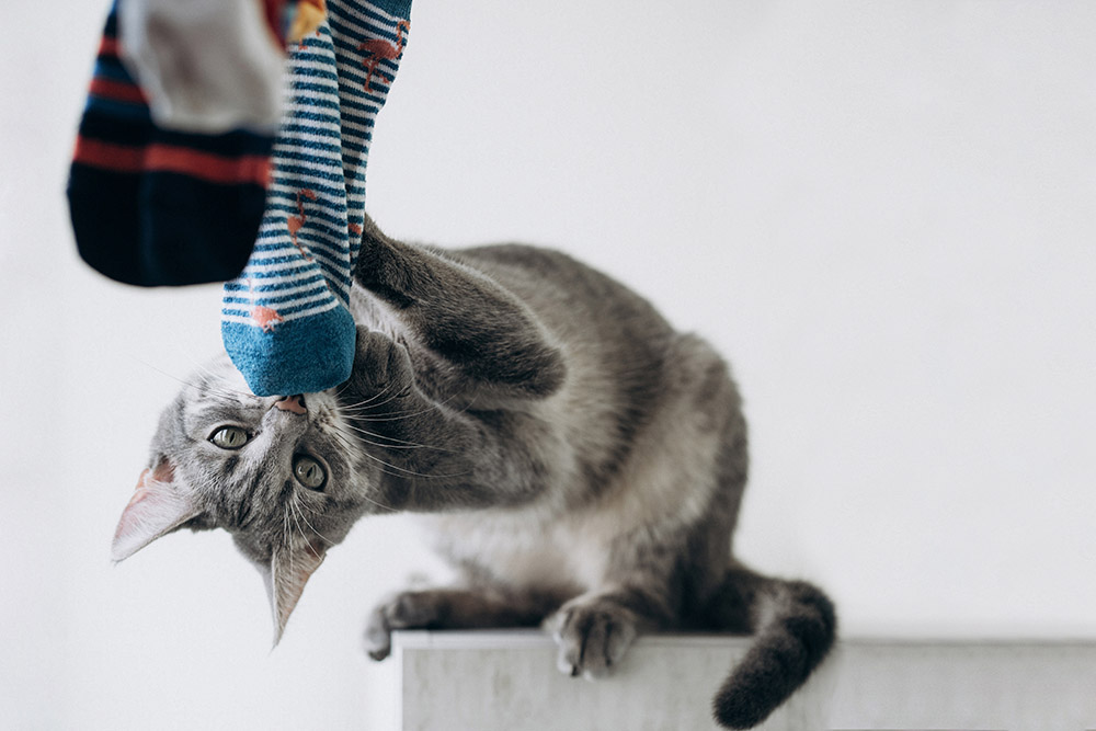Grey cat playing with sock