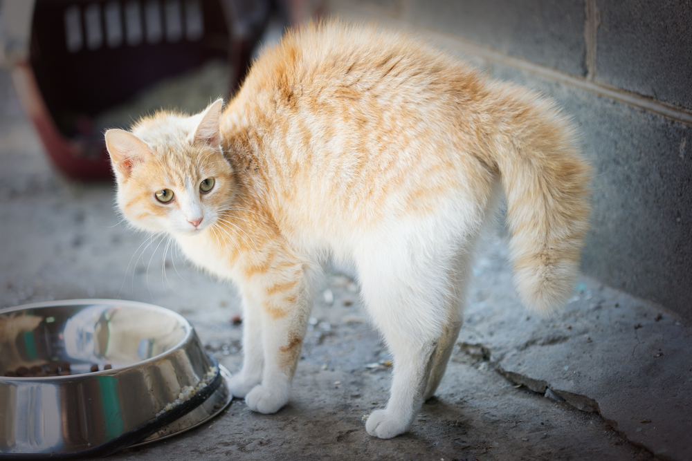 Freightened cat with arched back