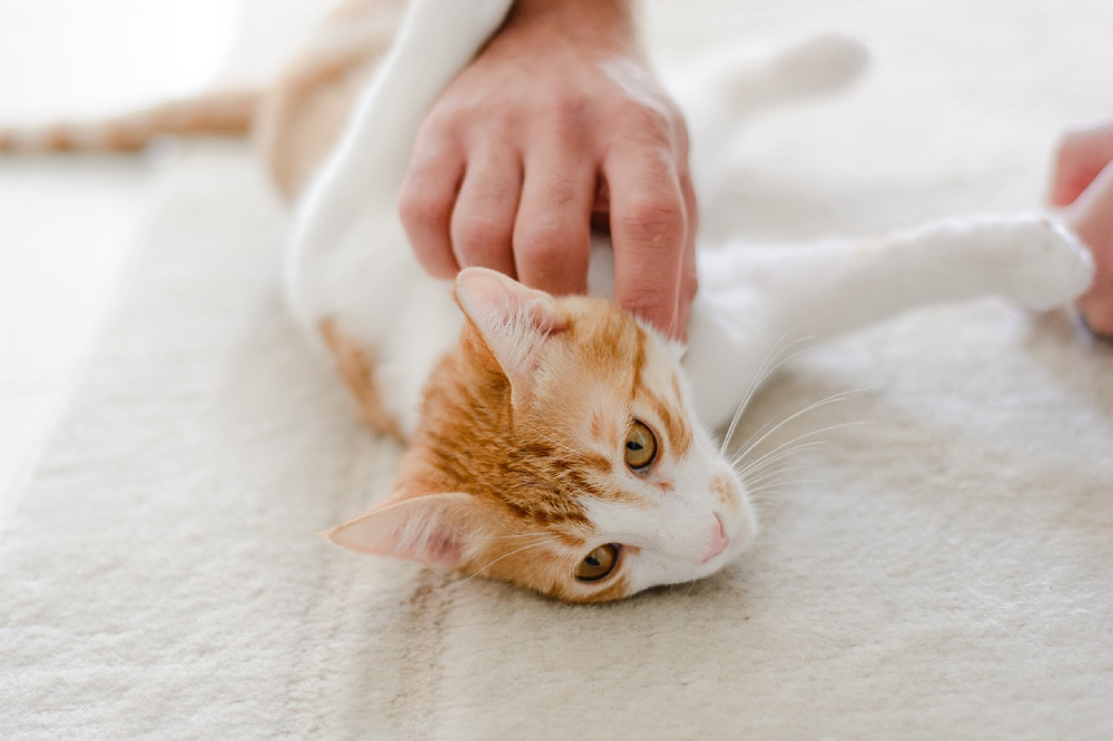 Hands checking cat with lymph nodes