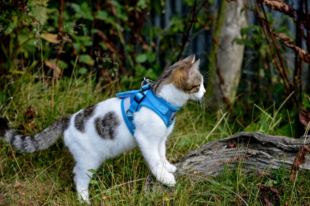 Kitten with blue harness outside
