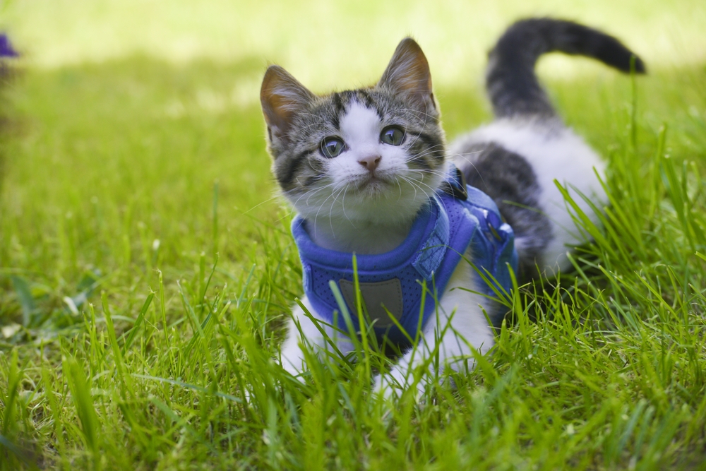 Kitten with harness on the grass