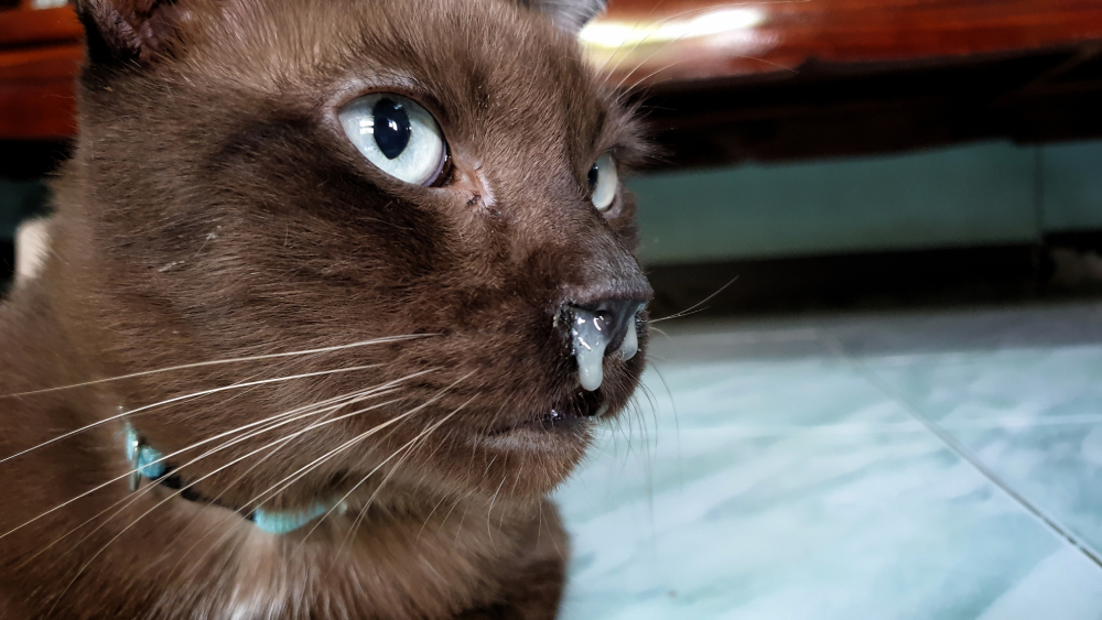 Nasal discharge in cat or Feline Upper Respiratory Infections