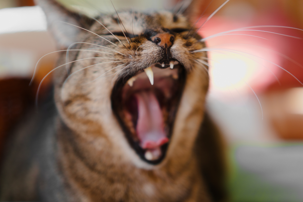 Old tabby cat yawning and showing tongue and teeth
