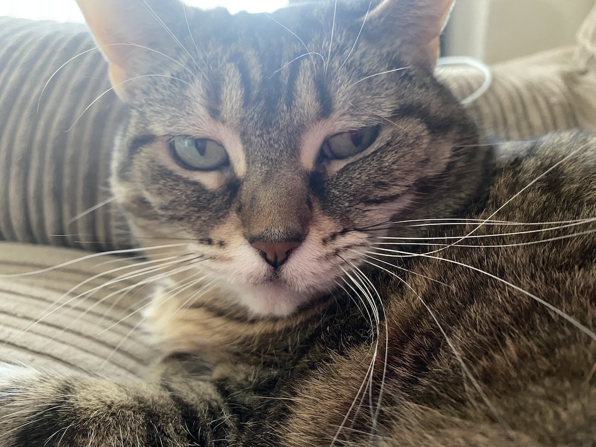 Pancake is decidedly  showing immoderate   grumpy look   emotion here, aft  being awoken from a nap.