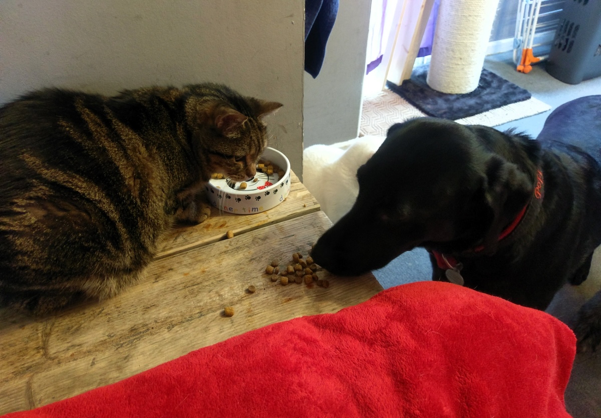 Poppy and Sully share a meal.