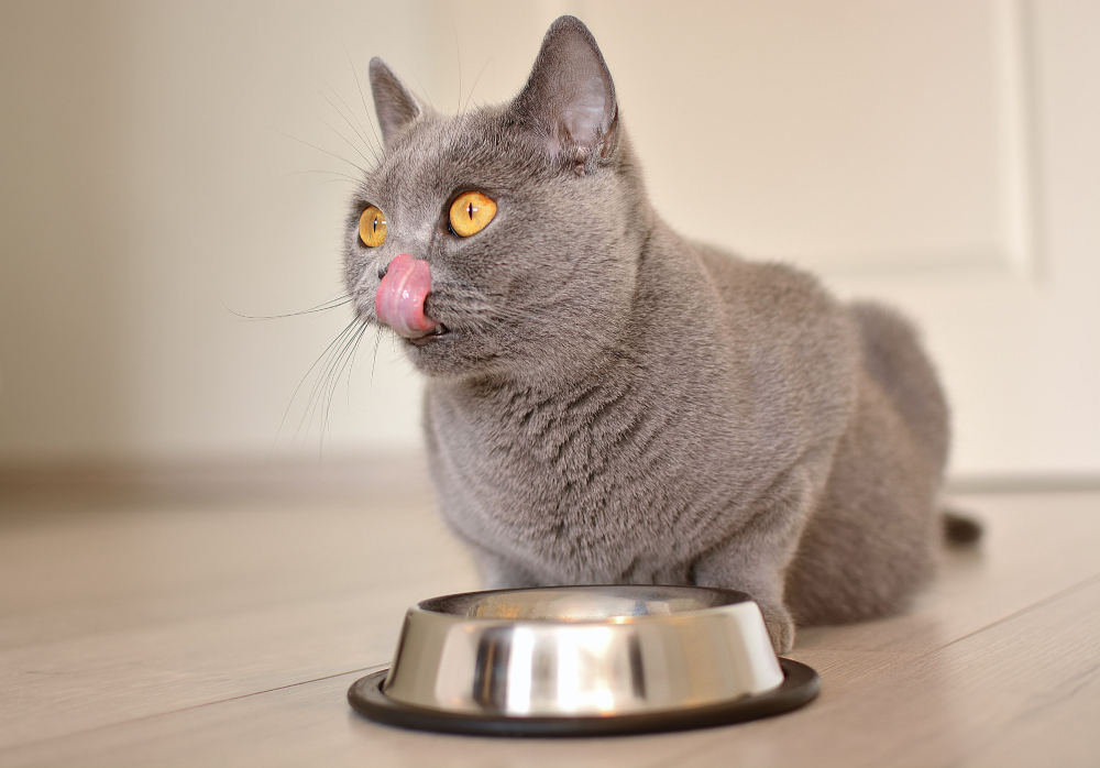Pregnant british shorthair cat with expressive orange eyes waiting for Food