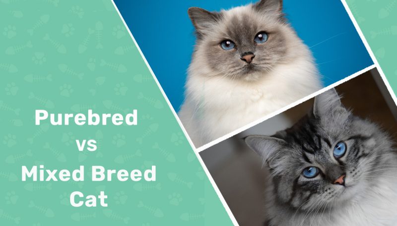 Purebred vs Mixed Breed Cat