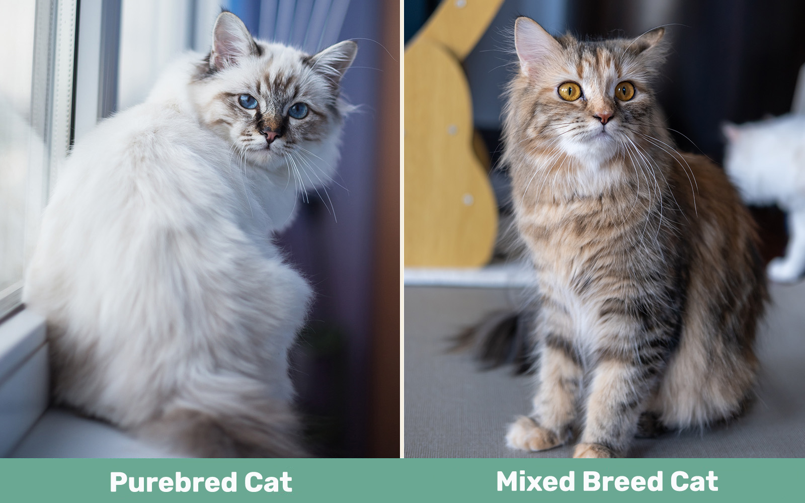 Purebred vs Mixed Breed Cat side by side