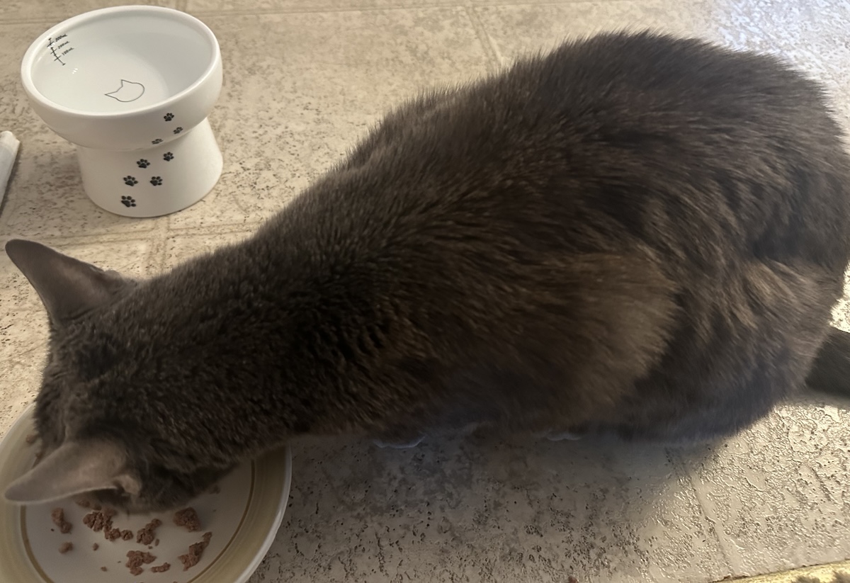 Taking Care of a Picky Cat: How Olga’s Eating Habits Have Changed