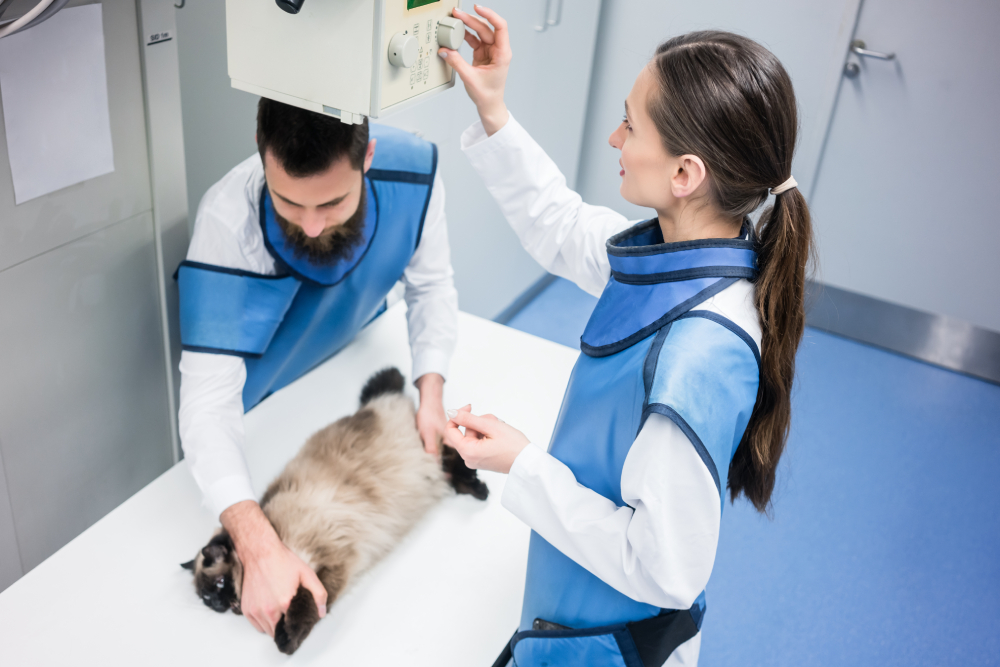 Vet in X-ray room with a cat adjusting machine