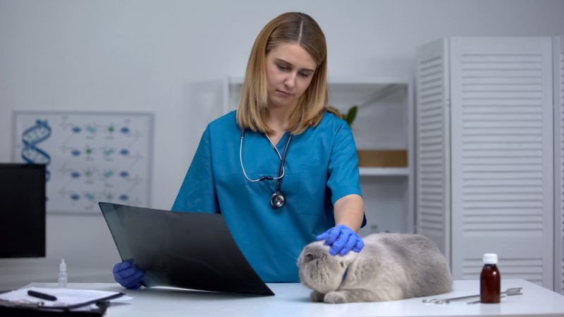 Vet touching a terminally-ill cat