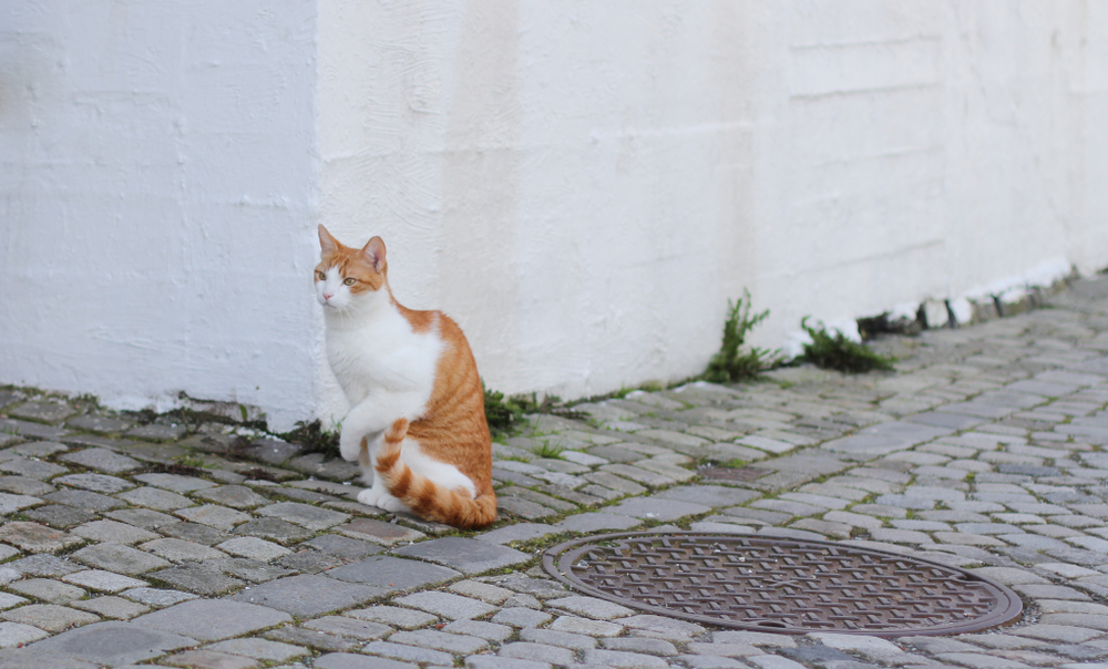 White and orange cat with limp leg on paved street