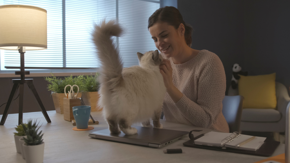 Woman sitting at desk at home and cuddling or petting her cat