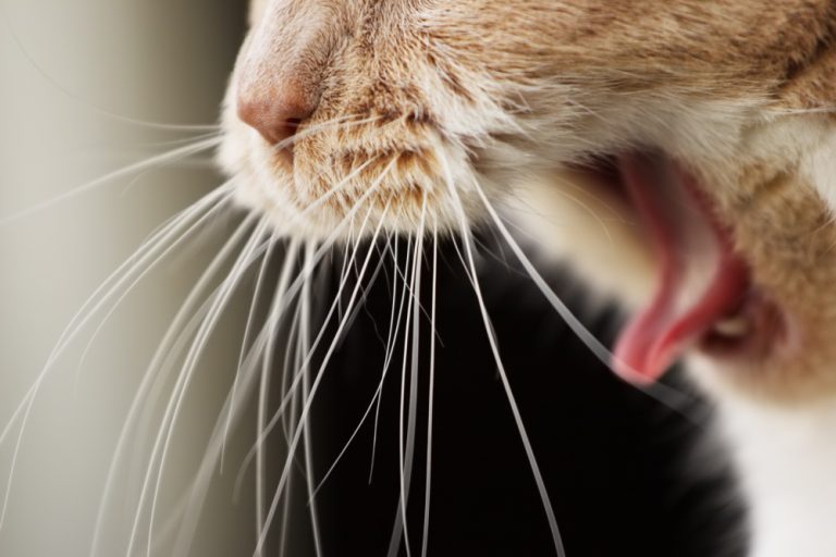 Can Cats Get Strep Throat? VetReviewed Signs, Treatment & Prevention