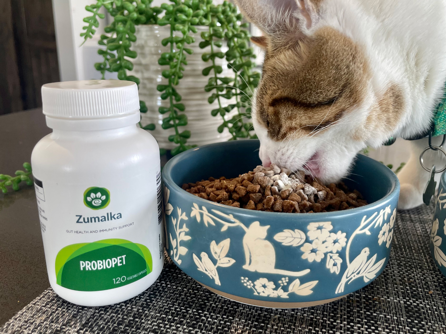 Zumalka Cat Supplement - makoa eating cat food with probiopet